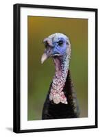 Subadult Male Wild Turkey (Meleagris Gallopavo) in Alternate (Breeding) Plumage-Gerrit Vyn-Framed Photographic Print