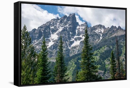 Subalpine fir, Grand Tetons, Grand Teton National Park, Wyoming, USA-Roddy Scheer-Framed Stretched Canvas