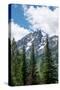 Subalpine fir, Grand Tetons, Grand Teton National Park, Wyoming, USA-Roddy Scheer-Stretched Canvas