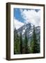 Subalpine fir, Grand Tetons, Grand Teton National Park, Wyoming, USA-Roddy Scheer-Framed Photographic Print