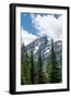 Subalpine fir, Grand Tetons, Grand Teton National Park, Wyoming, USA-Roddy Scheer-Framed Photographic Print