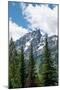 Subalpine fir, Grand Tetons, Grand Teton National Park, Wyoming, USA-Roddy Scheer-Mounted Photographic Print