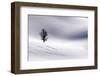 Subalpine Larch in Selway-Bitterroot Wilderness, Bitterroot Mountain Range, Montana-Steven Gnam-Framed Photographic Print