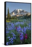 Subalpine Paintbrush and Lupine Wildflowers and Mt. Rainier at Mazama Ridge, Paradise Area-Gary Luhm-Framed Stretched Canvas