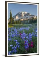 Subalpine Paintbrush and Lupine Wildflowers and Mt. Rainier at Mazama Ridge, Paradise Area-Gary Luhm-Framed Premium Photographic Print