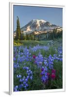 Subalpine Paintbrush and Lupine Wildflowers and Mt. Rainier at Mazama Ridge, Paradise Area-Gary Luhm-Framed Premium Photographic Print