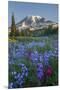 Subalpine Paintbrush and Lupine Wildflowers and Mt. Rainier at Mazama Ridge, Paradise Area-Gary Luhm-Mounted Premium Photographic Print