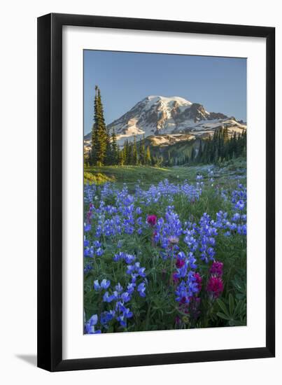 Subalpine Paintbrush and Lupine Wildflowers and Mt. Rainier at Mazama Ridge, Paradise Area-Gary Luhm-Framed Premium Photographic Print