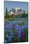 Subalpine Paintbrush and Lupine Wildflowers and Mt. Rainier at Mazama Ridge, Paradise Area-Gary Luhm-Mounted Premium Photographic Print