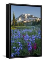 Subalpine Paintbrush and Lupine Wildflowers and Mt. Rainier at Mazama Ridge, Paradise Area-Gary Luhm-Framed Stretched Canvas