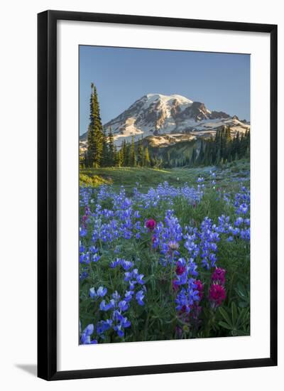 Subalpine Paintbrush and Lupine Wildflowers and Mt. Rainier at Mazama Ridge, Paradise Area-Gary Luhm-Framed Photographic Print