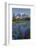 Subalpine Paintbrush and Lupine Wildflowers and Mt. Rainier at Mazama Ridge, Paradise Area-Gary Luhm-Framed Photographic Print