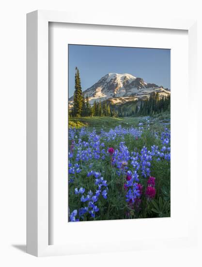 Subalpine Paintbrush and Lupine Wildflowers and Mt. Rainier at Mazama Ridge, Paradise Area-Gary Luhm-Framed Photographic Print