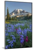 Subalpine Paintbrush and Lupine Wildflowers and Mt. Rainier at Mazama Ridge, Paradise Area-Gary Luhm-Mounted Photographic Print