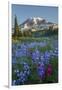 Subalpine Paintbrush and Lupine Wildflowers and Mt. Rainier at Mazama Ridge, Paradise Area-Gary Luhm-Framed Photographic Print