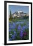 Subalpine Paintbrush and Lupine Wildflowers and Mt. Rainier at Mazama Ridge, Paradise Area-Gary Luhm-Framed Photographic Print