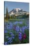 Subalpine Paintbrush and Lupine Wildflowers and Mt. Rainier at Mazama Ridge, Paradise Area-Gary Luhm-Stretched Canvas