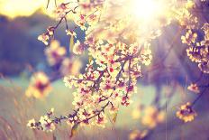 Spring Blossom Background. Beautiful Nature Scene with Blooming Tree and Sun Flare. Sunny Day. Spri-Subbotina Anna-Photographic Print