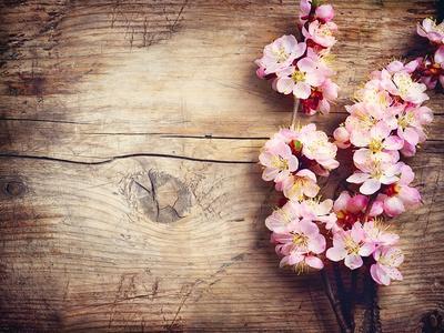 Spring Blossom over Wood Background