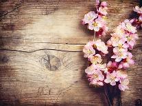 Spring Blossom over Wood Background-Subbotina Anna-Art Print