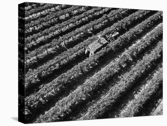 Subject: Aerial of Grape Harvest Workers. Fresno, California-Margaret Bourke-White-Stretched Canvas