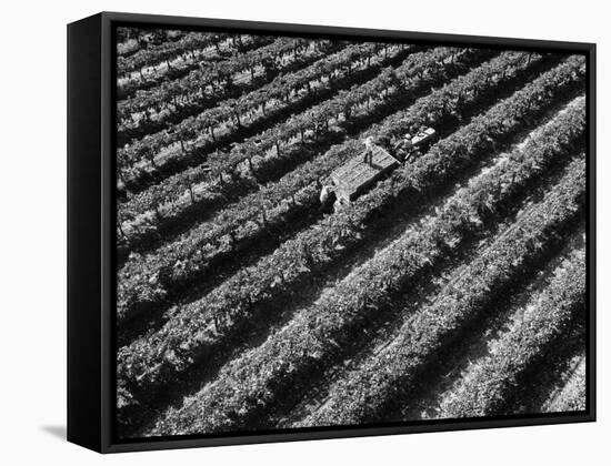 Subject: Aerial of Grape Harvest Workers. Fresno, California-Margaret Bourke-White-Framed Stretched Canvas