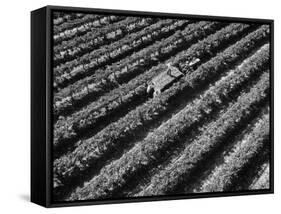 Subject: Aerial of Grape Harvest Workers. Fresno, California-Margaret Bourke-White-Framed Stretched Canvas