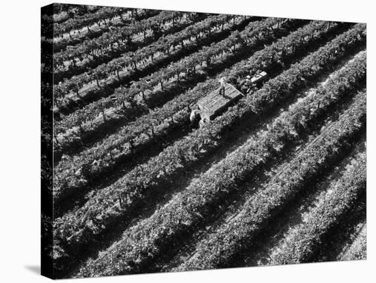 Subject: Aerial of Grape Harvest Workers. Fresno, California-Margaret Bourke-White-Stretched Canvas