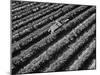 Subject: Aerial of Grape Harvest Workers. Fresno, California-Margaret Bourke-White-Mounted Premium Photographic Print