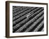 Subject: Aerial of Grape Harvest Workers. Fresno, California-Margaret Bourke-White-Framed Photographic Print