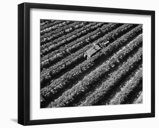 Subject: Aerial of Grape Harvest Workers. Fresno, California-Margaret Bourke-White-Framed Photographic Print