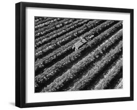 Subject: Aerial of Grape Harvest Workers. Fresno, California-Margaret Bourke-White-Framed Photographic Print