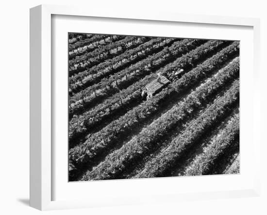 Subject: Aerial of Grape Harvest Workers. Fresno, California-Margaret Bourke-White-Framed Photographic Print