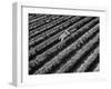 Subject: Aerial of Grape Harvest Workers. Fresno, California-Margaret Bourke-White-Framed Photographic Print