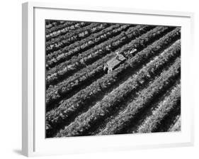 Subject: Aerial of Grape Harvest Workers. Fresno, California-Margaret Bourke-White-Framed Photographic Print