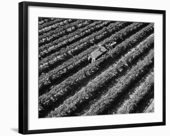 Subject: Aerial of Grape Harvest Workers. Fresno, California-Margaret Bourke-White-Framed Photographic Print