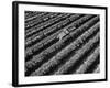 Subject: Aerial of Grape Harvest Workers. Fresno, California-Margaret Bourke-White-Framed Photographic Print