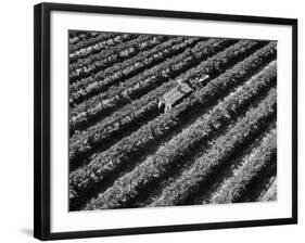 Subject: Aerial of Grape Harvest Workers. Fresno, California-Margaret Bourke-White-Framed Photographic Print