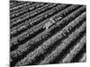 Subject: Aerial of Grape Harvest Workers. Fresno, California-Margaret Bourke-White-Mounted Photographic Print