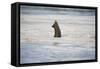 Submerged Elephant Trunk in Savuti Marsh-Paul Souders-Framed Stretched Canvas