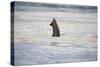 Submerged Elephant Trunk in Savuti Marsh-Paul Souders-Stretched Canvas