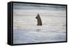 Submerged Elephant Trunk in Savuti Marsh-Paul Souders-Framed Stretched Canvas