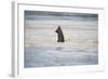 Submerged Elephant Trunk in Savuti Marsh-Paul Souders-Framed Photographic Print