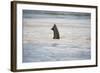 Submerged Elephant Trunk in Savuti Marsh-Paul Souders-Framed Photographic Print