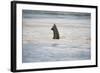 Submerged Elephant Trunk in Savuti Marsh-Paul Souders-Framed Photographic Print