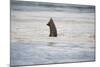 Submerged Elephant Trunk in Savuti Marsh-Paul Souders-Mounted Photographic Print