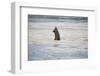 Submerged Elephant Trunk in Savuti Marsh-Paul Souders-Framed Photographic Print