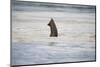 Submerged Elephant Trunk in Savuti Marsh-Paul Souders-Mounted Photographic Print