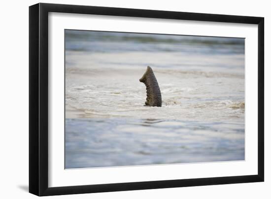 Submerged Elephant Trunk in Savuti Marsh-Paul Souders-Framed Photographic Print