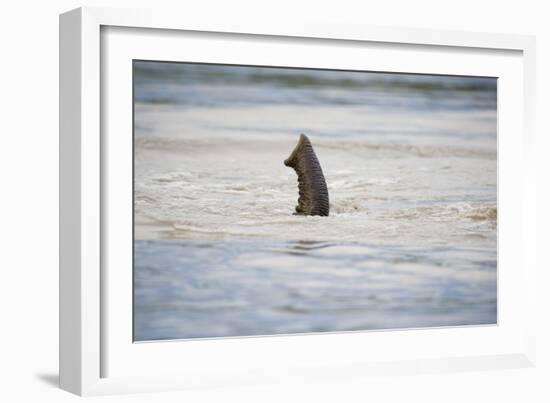 Submerged Elephant Trunk in Savuti Marsh-Paul Souders-Framed Photographic Print